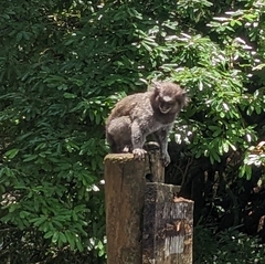 Callithrix jacchus × penicillata