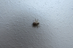 Saitis variegatus