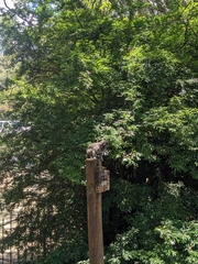 Callithrix jacchus × penicillata