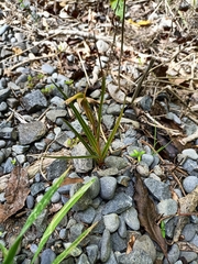 Pterostylis irsoniana