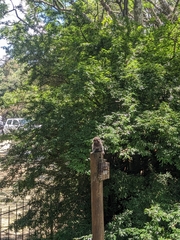 Callithrix jacchus × penicillata