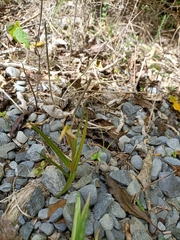 Pterostylis irsoniana