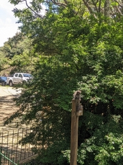 Callithrix jacchus × penicillata