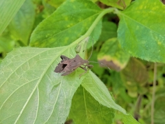 Acanthocoris sordidus