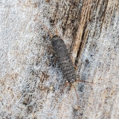 Allacrotelsa spinulata