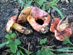 Exsudoporus floridanus