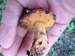 Exsudoporus floridanus