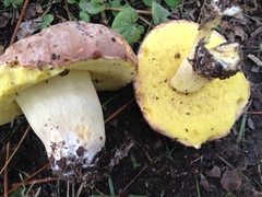 Hemileccinum floridanum