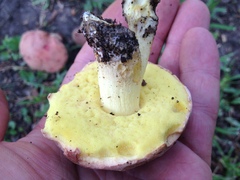 Hemileccinum floridanum
