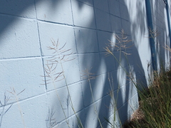 Dichanthium annulatum annulatum