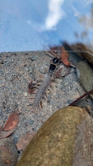 Archichauliodes diversus