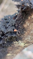 Eriococcus