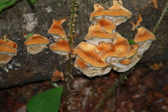 Antrodiella