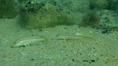 Mullus barbatus ponticus