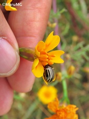 Calligrapha aeneovittata