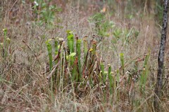 Sarracenia alata