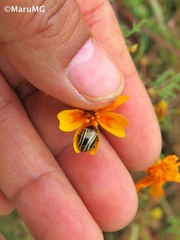 Calligrapha aeneovittata