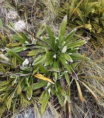 Celmisia spectabilis spectabilis