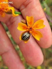 Calligrapha aeneovittata
