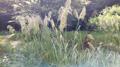 Austroderia richardii