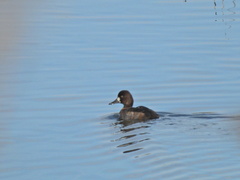 Aythya affinis