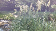 Austroderia richardii