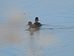 Aythya affinis