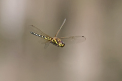 Hydrobasileus brevistylus