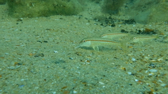 Mullus barbatus ponticus