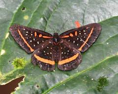 Amarynthis meneria