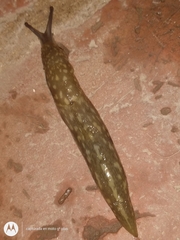 Limacus flavus