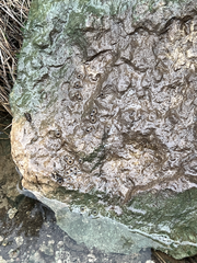 Ambystoma barbouri