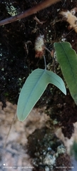 Phlebodium pseudoaureum