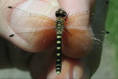 Nannothemis bella