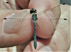 Nannothemis bella