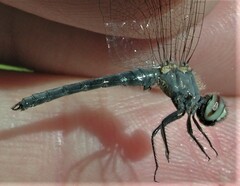 Nannothemis bella