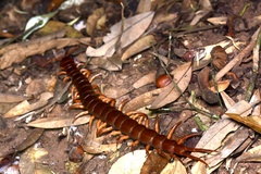 Scolopendra dehaani