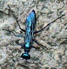 Chlorion aerarium