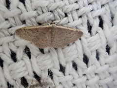 Idaea costaria