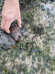 Cymbiola nobilis