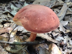 Xanthoconium purpureum