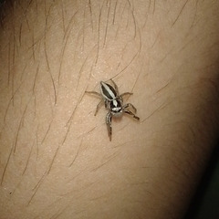 Leptofreya ambigua
