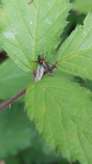 Dilophus nigrostigma