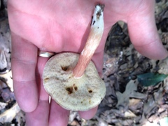 Xanthoconium purpureum