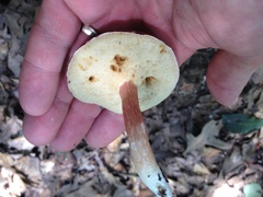 Xanthoconium purpureum