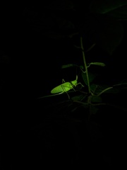 Copiphora rhinoceros
