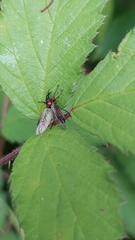 Dilophus nigrostigma