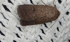 Proteuxoa hypochalchis