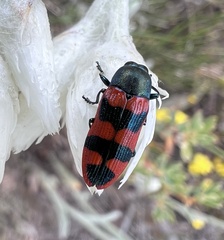 Castiarina crenata