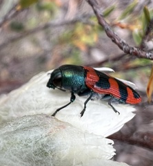 Castiarina crenata
